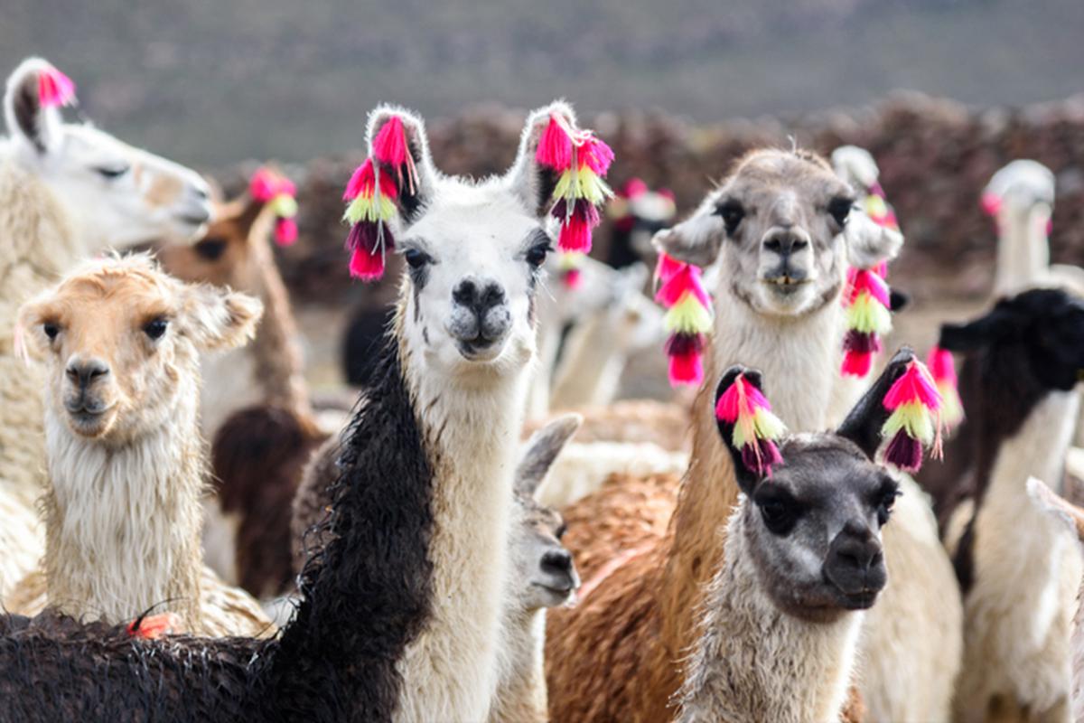 Qué beneficios tiene la lana de alpaca