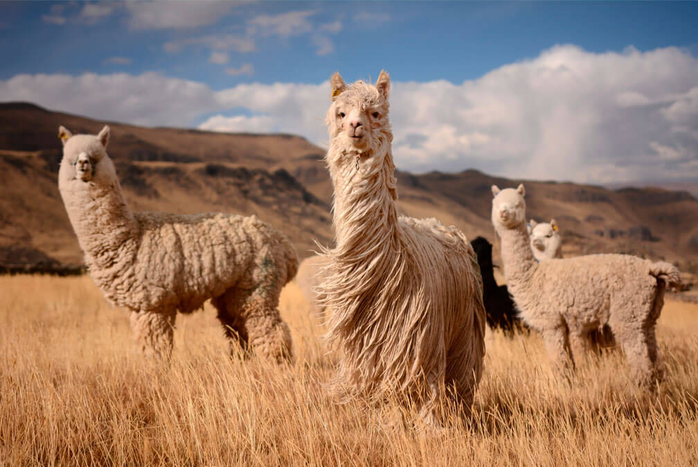 Cuánto de fibra produce una alpaca